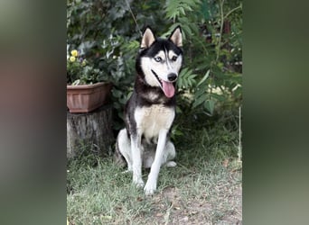 Meira-KK – sportliche Husky-Mix-Schönheit sucht aktive Abenteurer 