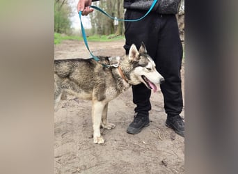 Mylo BE – intelligenter Husky-Mix mit Entwicklungspotenzial 