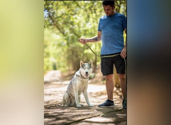 Shrei – ein hübscher Husky-Rüde sucht sein passendes Rudel