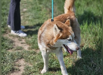 Heliosz, geb. 10.2024, 59cm, sucht ein aktives zu Hause