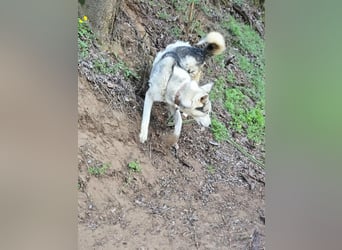 Shrei, geboren 17.11.2020 sucht Husky Menschen
