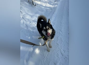 Diego, geboren 2017, 60cm sucht Husky-Fan