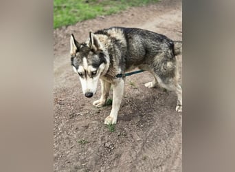 Mylot, geboren 01.01.2025, 55cm sucht Aktivität