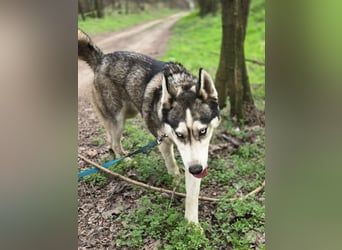 Mylot, geboren 01.01.2025, 55cm sucht Aktivität