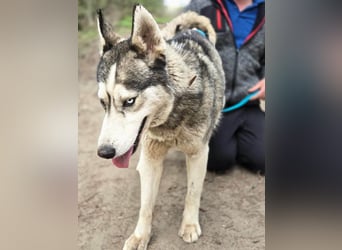 Mylot, geboren 01.01.2025, 55cm sucht Aktivität