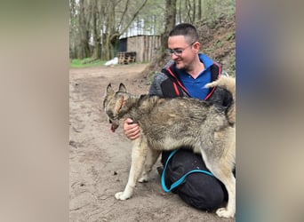 Mylot, geboren 01.01.2025, 55cm sucht Aktivität