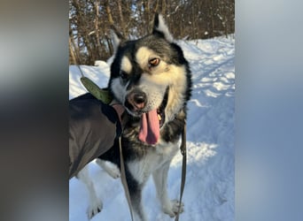 Diego, geboren 2017, 60cm sucht Husky-Fan