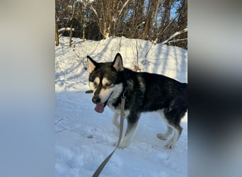 Diego, geboren 2017, 60cm sucht Husky-Fan