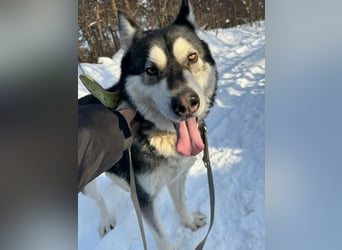Diego, geboren 2017, 60cm sucht Husky-Fan