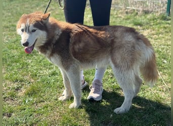 Heliosz, geboren 01.10.2024, 59cm sucht aktive Menschen