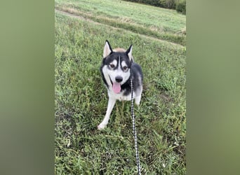 Sky, geboren 01.08.2024, 56cm sucht Husky-Liebhaber