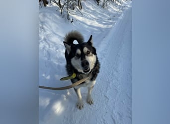 Diego, geboren 2017, 60cm sucht Husky-Fan