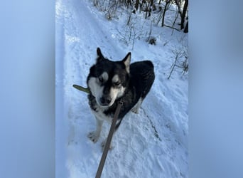 Diego, geboren 2017, 60cm sucht Husky-Fan