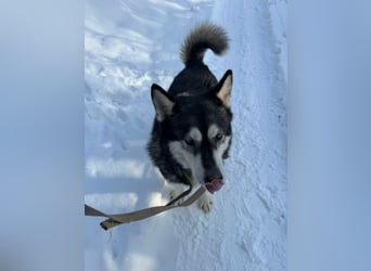 Diego, geboren 2017, 60cm sucht Husky-Fan