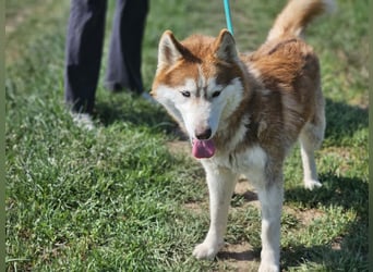 Heliosz, geb. 10.2024, 59cm, sucht ein aktives zu Hause