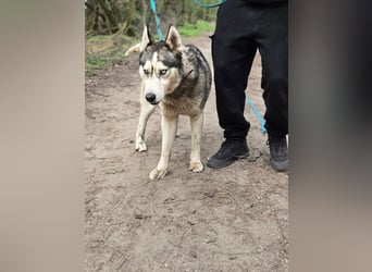 Mylot, geboren 01.01.2025, 55cm sucht Aktivität