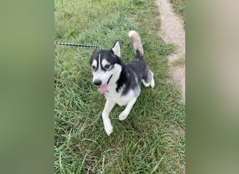 Sky, geboren 01.08.2024, 56cm sucht Husky-Liebhaber