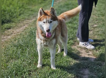 Heliosz, geb. 10.2024, 59cm, sucht ein aktives zu Hause