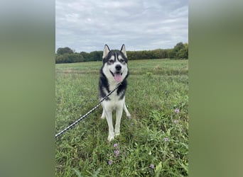 Sky, geboren 01.08.2024, 56cm sucht Husky-Liebhaber