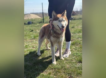 Heliosz, geboren 01.10.2024, 59cm sucht aktive Menschen