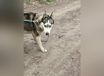 Mylot, geboren 01.01.2025, 55cm sucht Aktivität