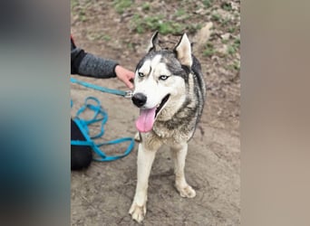 Mylot, geboren 01.01.2025, 55cm sucht Aktivität