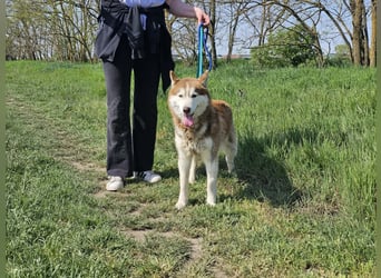 Heliosz, geb. 10.2024, 59cm, sucht ein aktives zu Hause