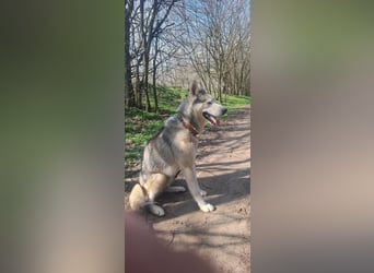 Shrei, geboren 17.11.2020 sucht Husky Menschen