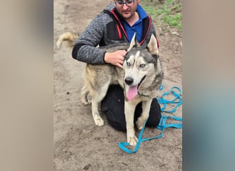 Mylot, geboren 01.01.2025, 55cm sucht Aktivität