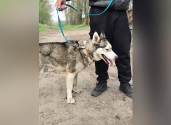 Mylot, geb. 01.2025, 55cm sucht seine Chance