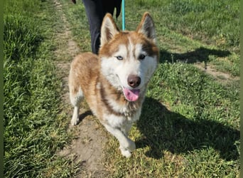 Heliosz, geb. 10.2024, 59cm, sucht ein aktives zu Hause