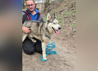 Mylot, geboren 01.01.2025, 55cm sucht Aktivität