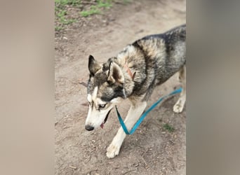 Mylot, geboren 01.01.2025, 55cm sucht Aktivität