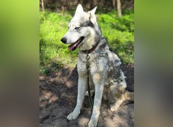 Shrei, geboren 17.11.2020 sucht Husky Menschen