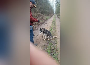 Sky, geboren 01.08.2024, 56cm sucht Husky-Liebhaber