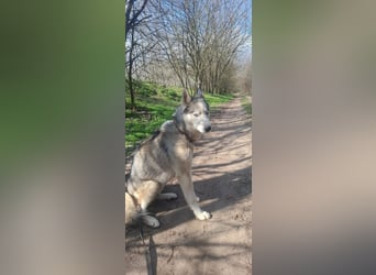 Shrei, geboren 17.11.2020 sucht Husky Menschen