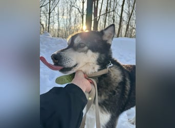 Diego, geboren 2017, 60cm sucht Husky-Fan