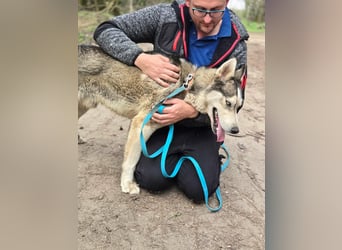 Mylot, geboren 01.01.2025, 55cm sucht Aktivität