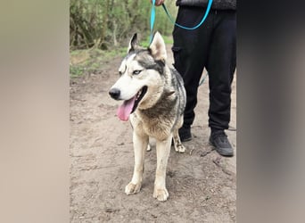 Mylot, geboren 01.01.2025, 55cm sucht Aktivität