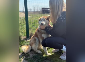 Heliosz, geboren 01.10.2024, 59cm sucht aktive Menschen