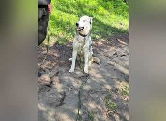 Shrei, geboren 17.11.2020 sucht Husky Menschen
