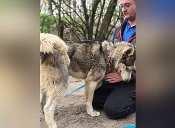 Mylot, geboren 01.01.2025, 55cm sucht Aktivität