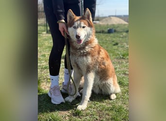 Heliosz, geboren 01.10.2024, 59cm sucht aktive Menschen