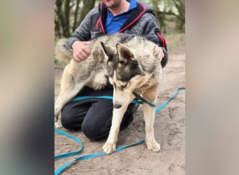 Mylot, geboren 01.01.2025, 55cm sucht Aktivität