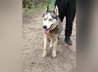 Mylot, geboren 01.01.2025, 55cm sucht Aktivität