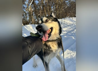 Diego, geboren 2017, 60cm sucht Husky-Fan
