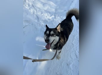 Diego, geboren 2017, 60cm sucht Husky-Fan