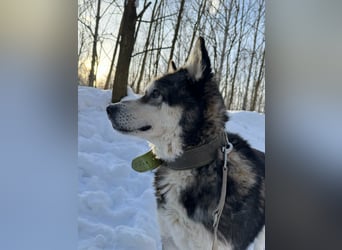Diego, geboren 2017, 60cm sucht Husky-Fan