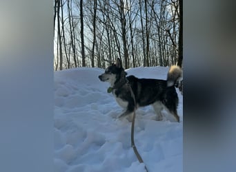 Diego, geboren 2017, 60cm sucht Husky-Fan