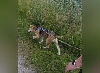 Verschmuster, kinderlieber Nanook sucht liebevolle Familie